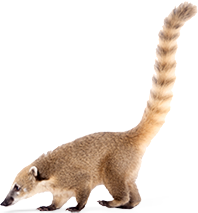 Coati