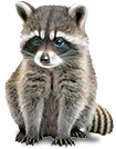 Raccoon